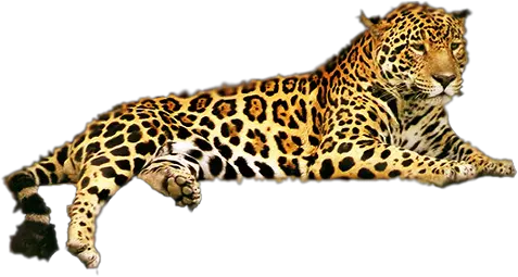 Leopard PNG