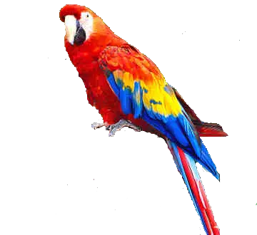 Parrot PNG images free download