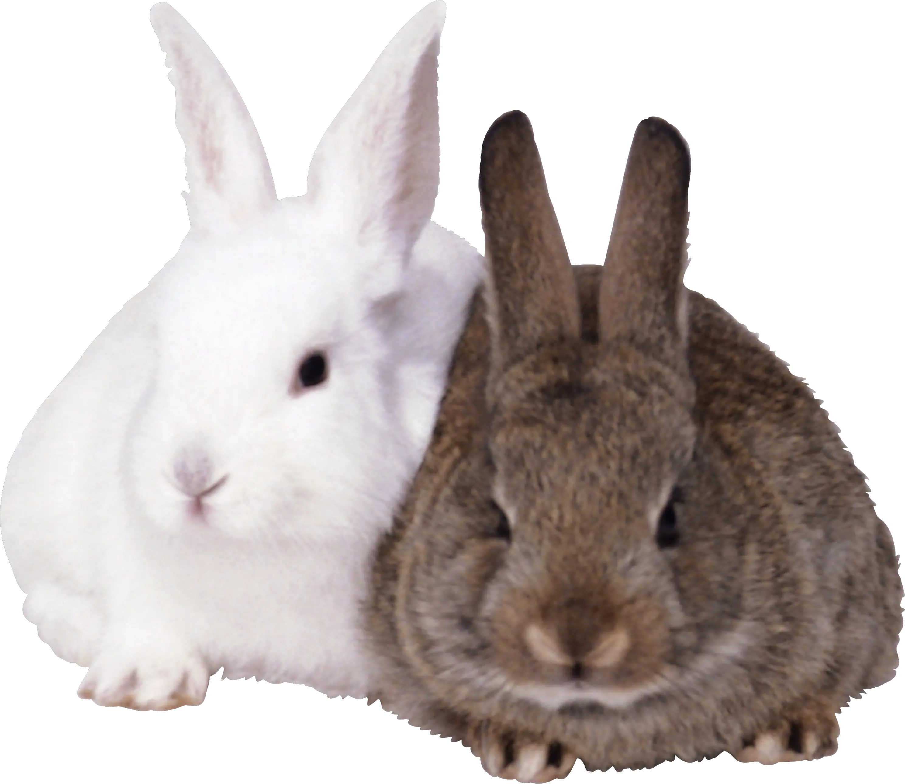 Rabbits PNG image