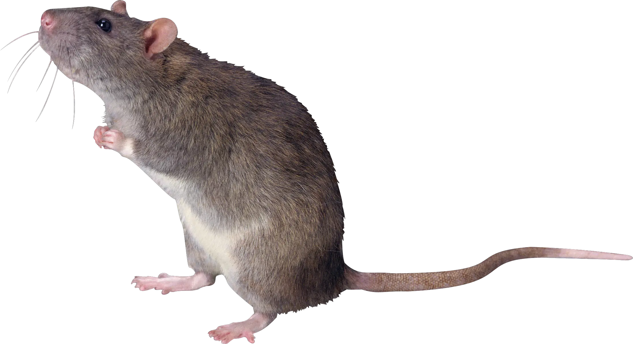 mouse rat PNG image
