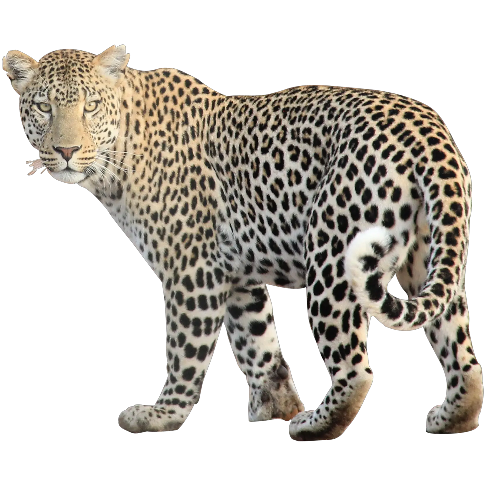 Leopard PNG