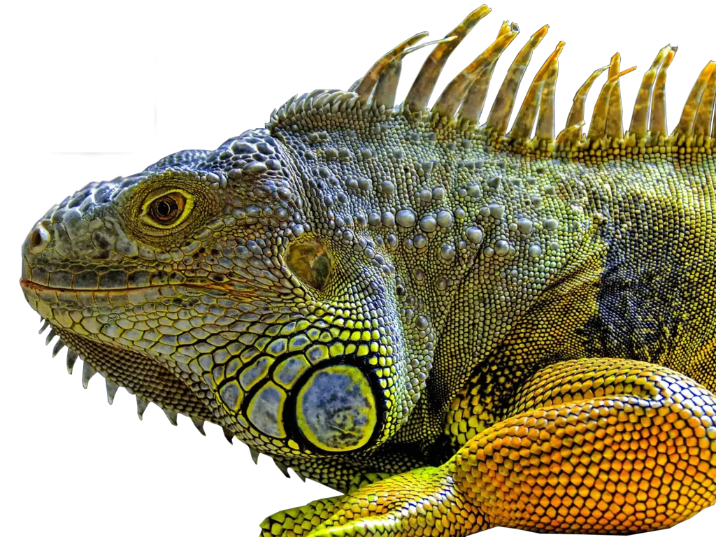 Lizard PNG