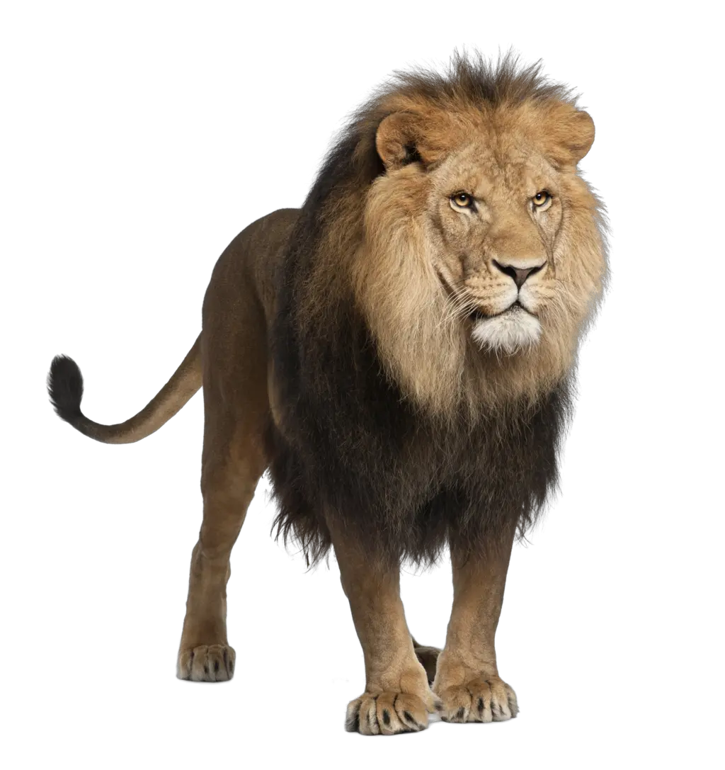 Lion PNG image free image download picture lions