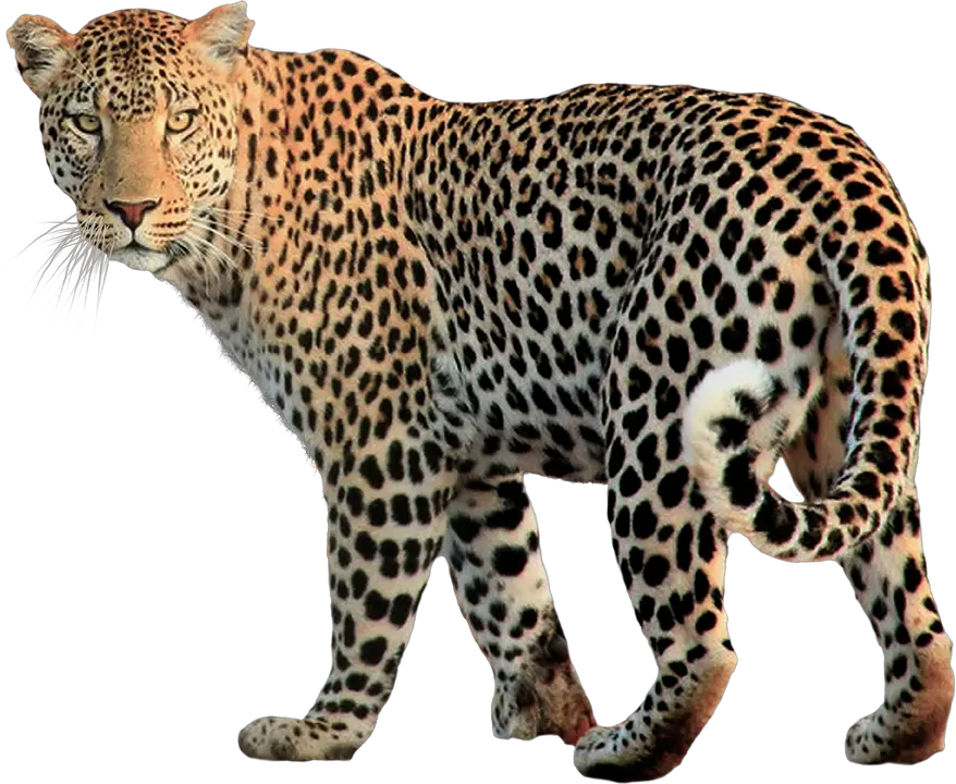 Leopard PNG