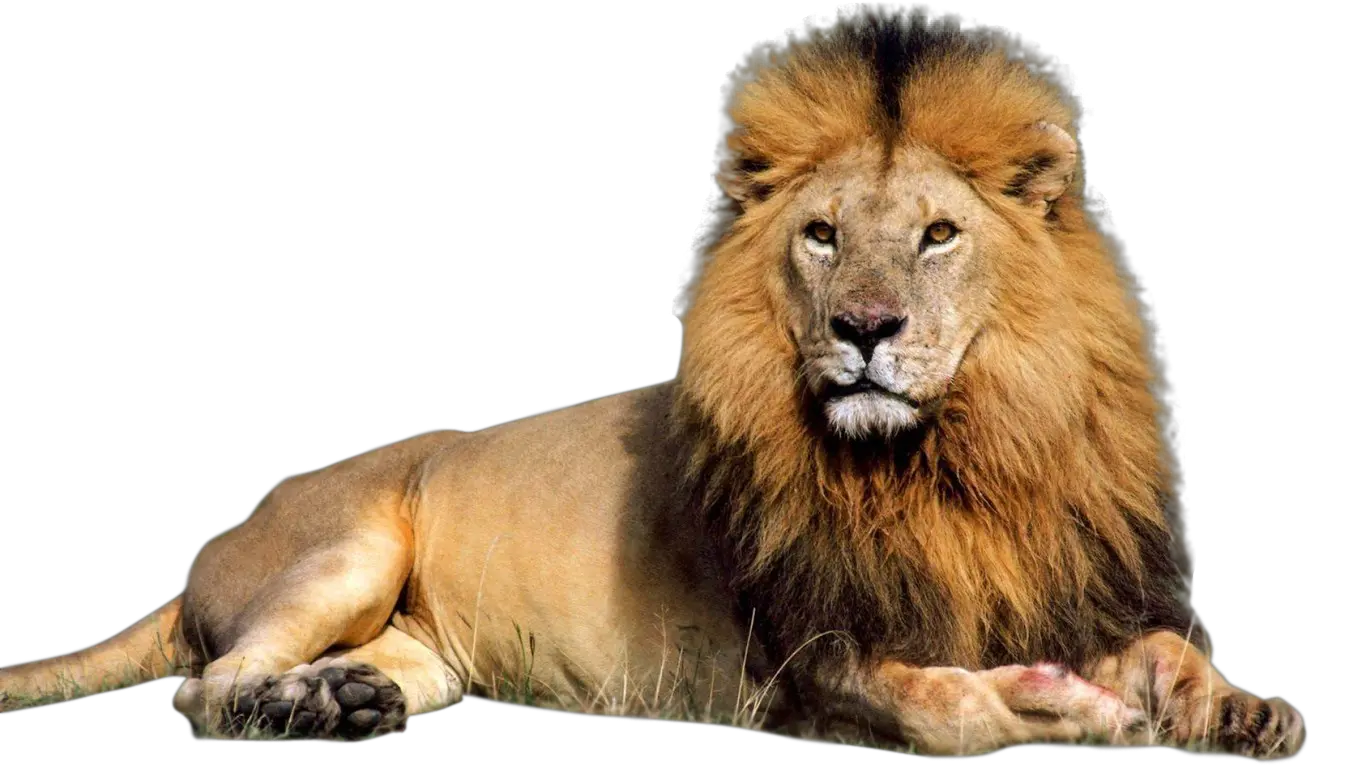 Lion PNG
