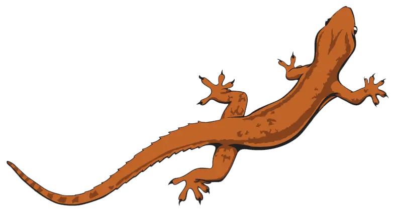 Lizard PNG