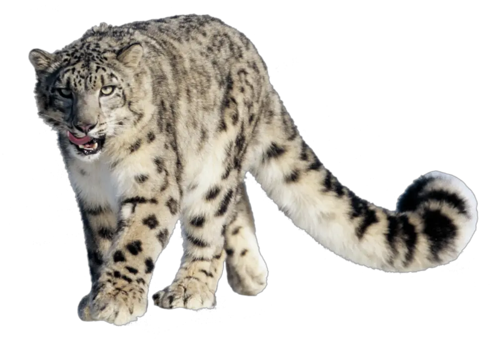 Leopard PNG