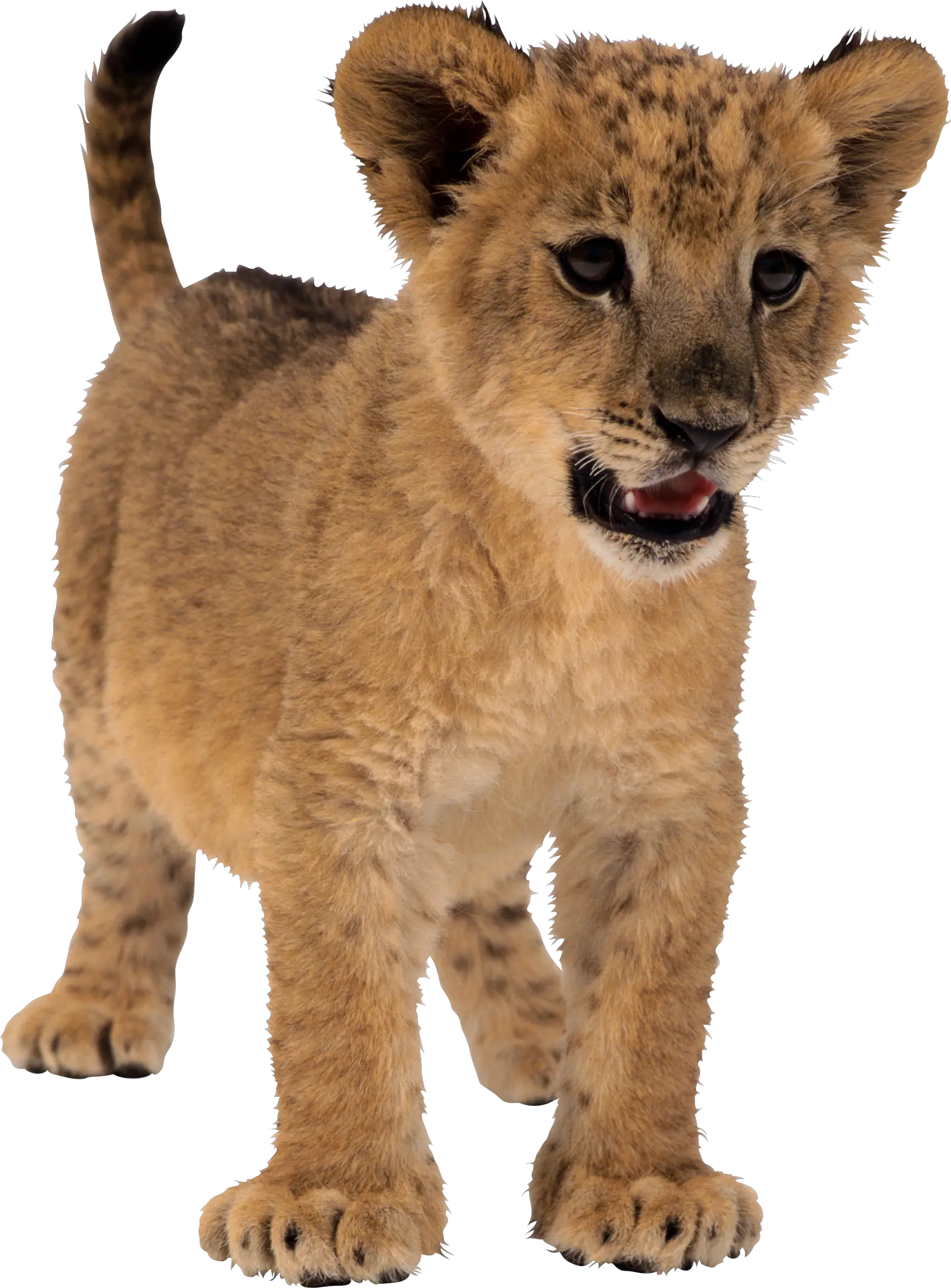 small lion PNG image