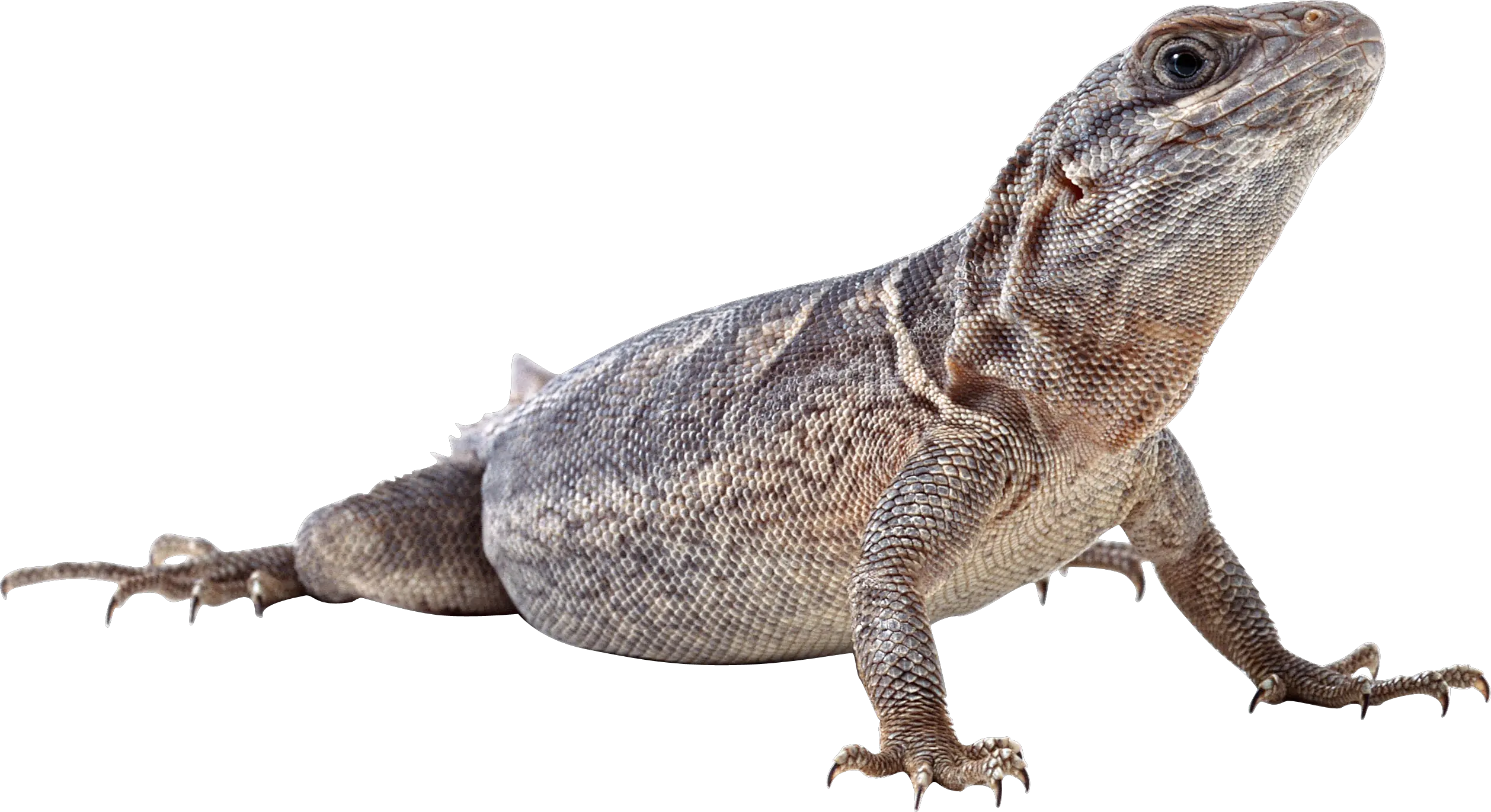 Lizard PNG