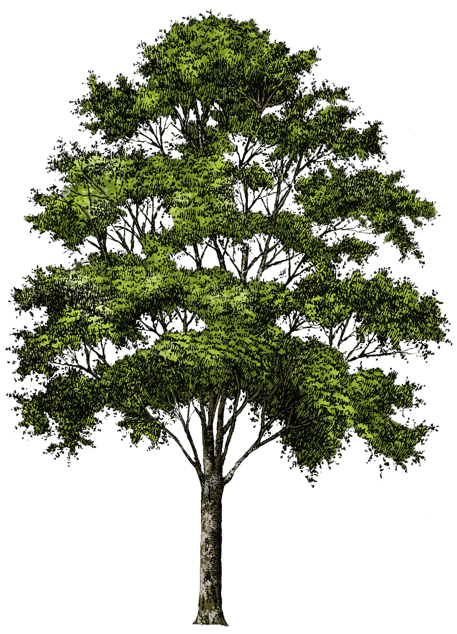 tree png image free download picture