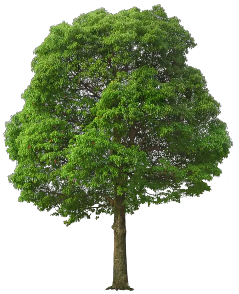 tree PNG