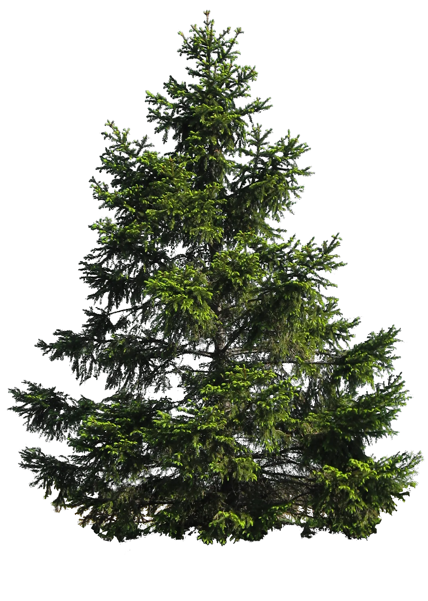 tree png image free download picture
