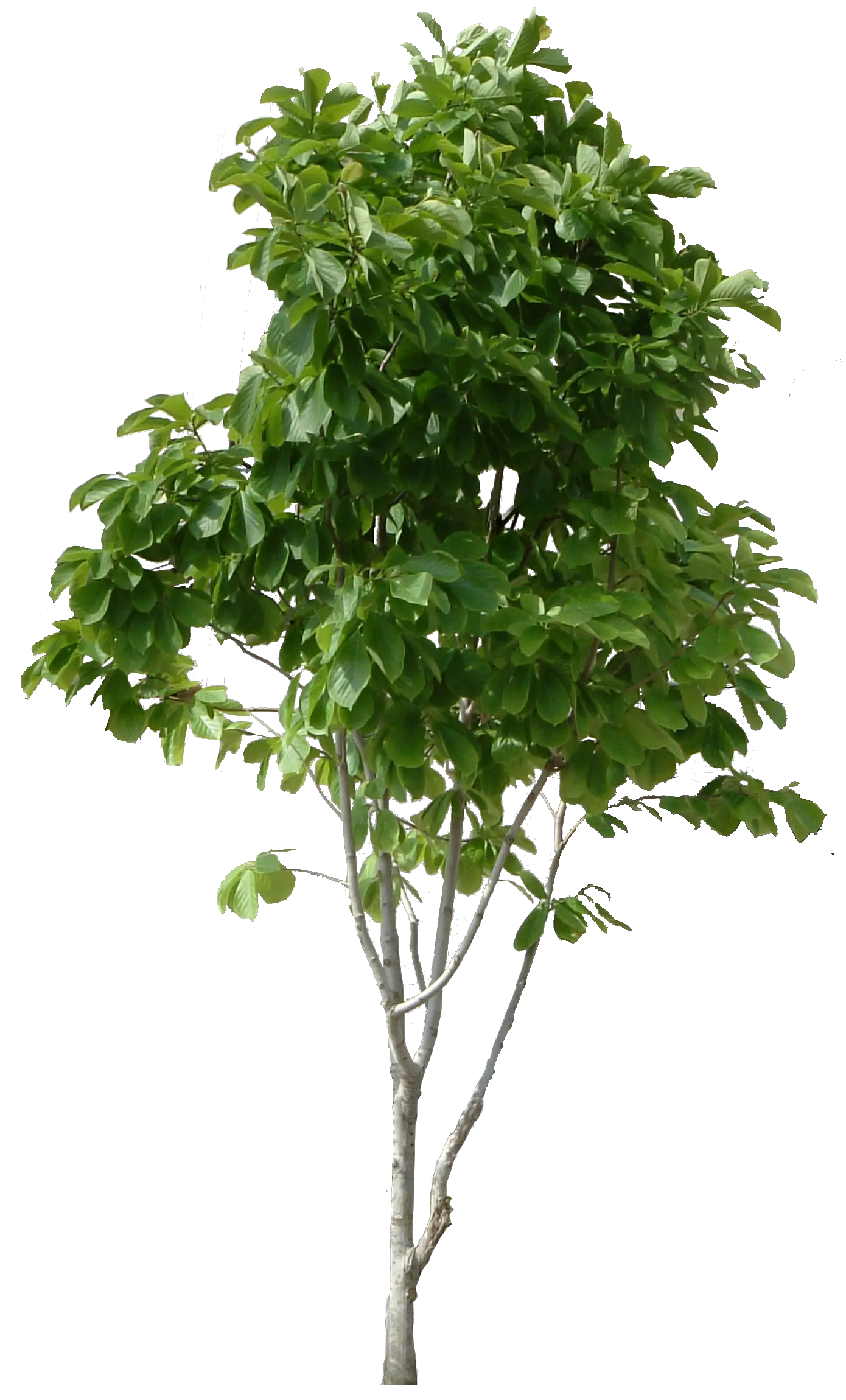 tree png image free download picture