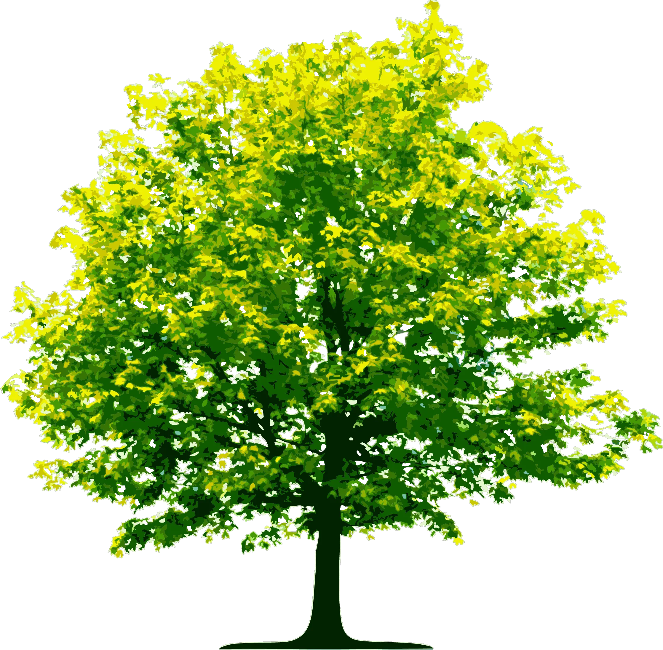 tree png image free download picture