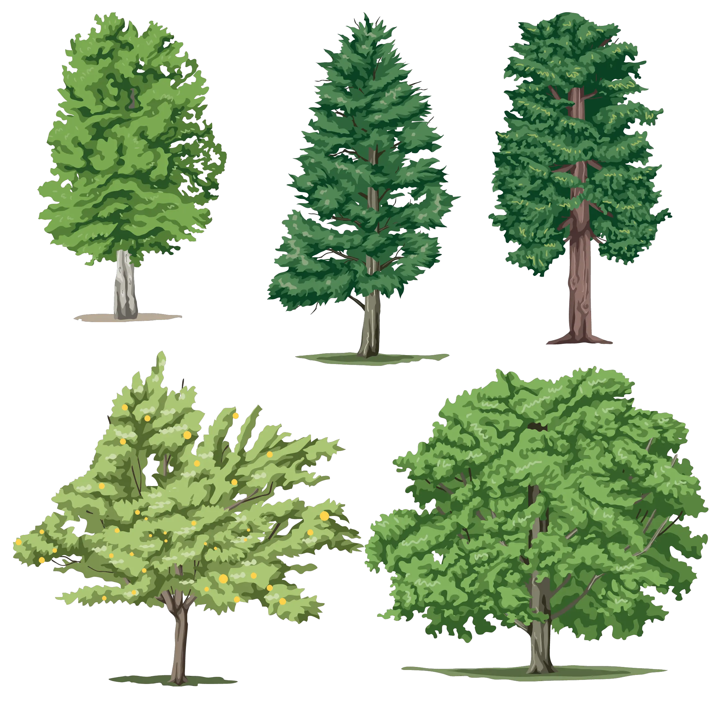 tree png image