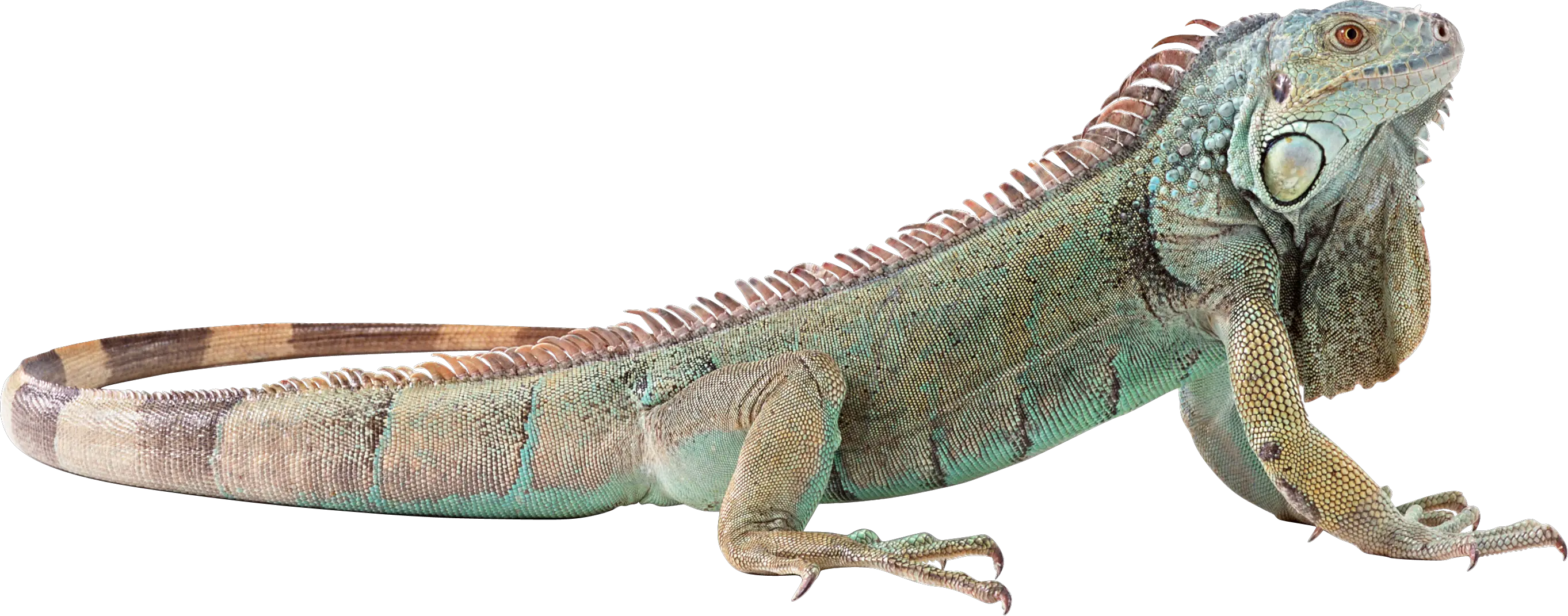 Lizard PNG
