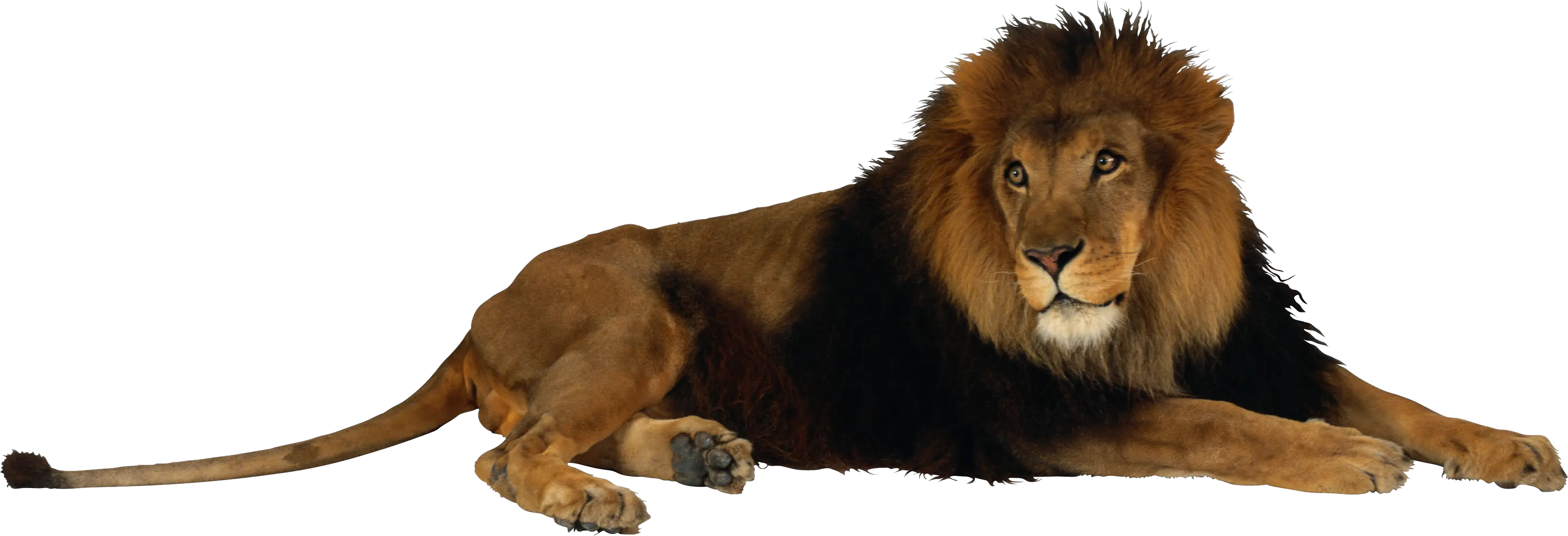 Lion PNG image