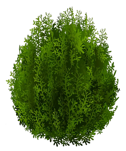 tree PNG
