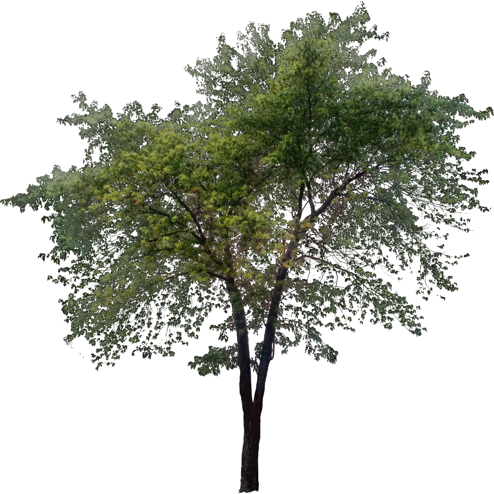 tree PNG