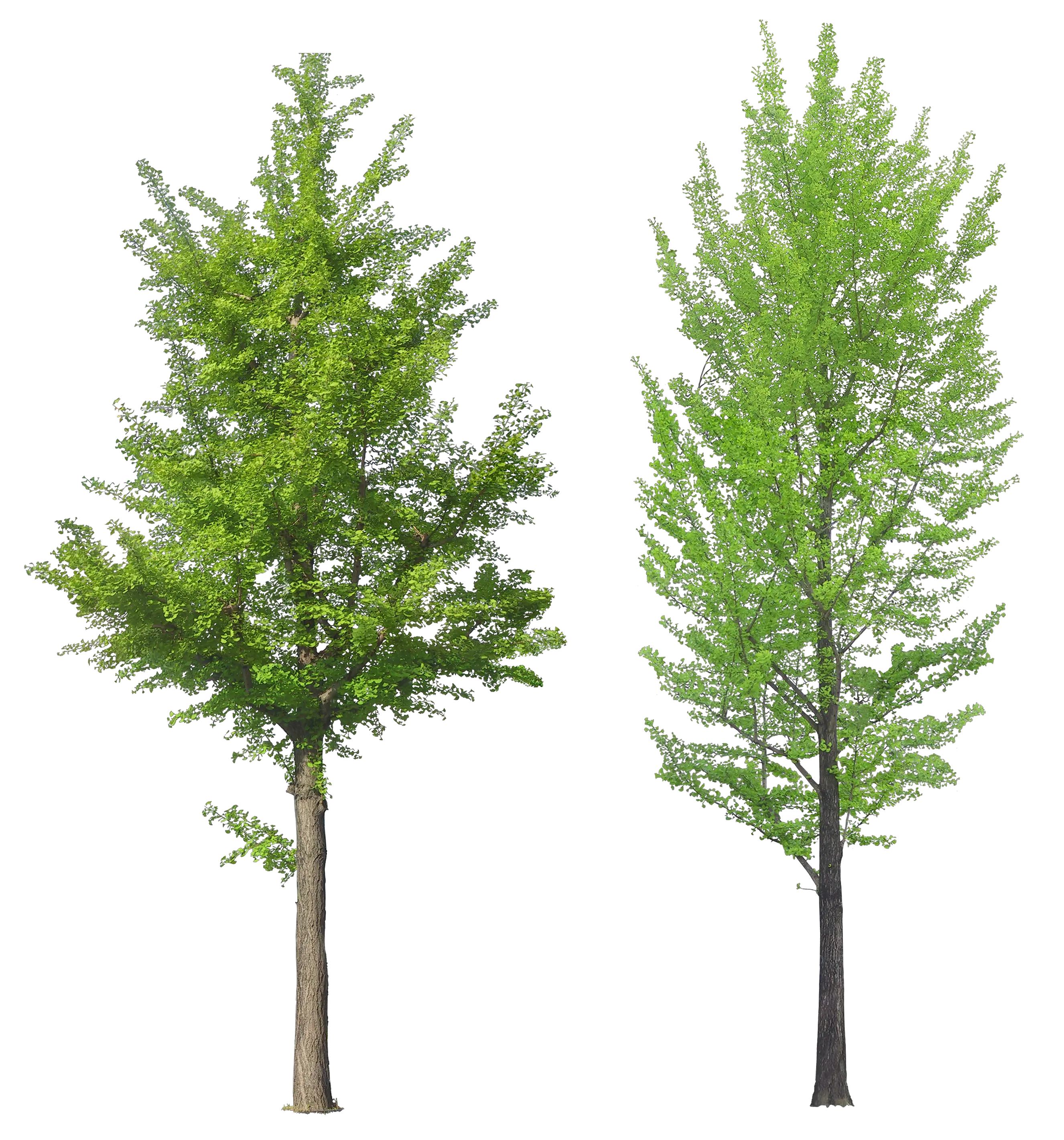 tree png image