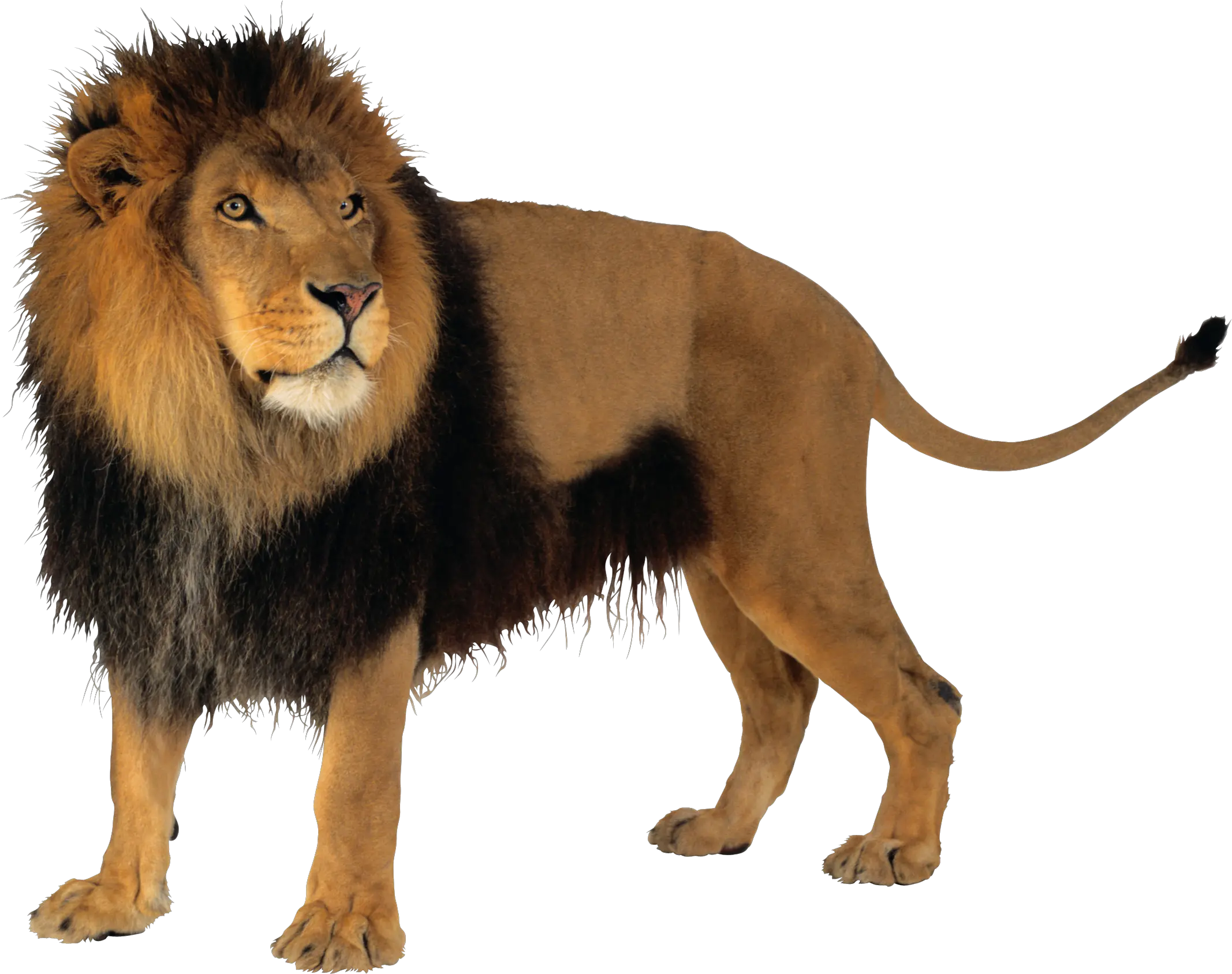 Lion PNG image