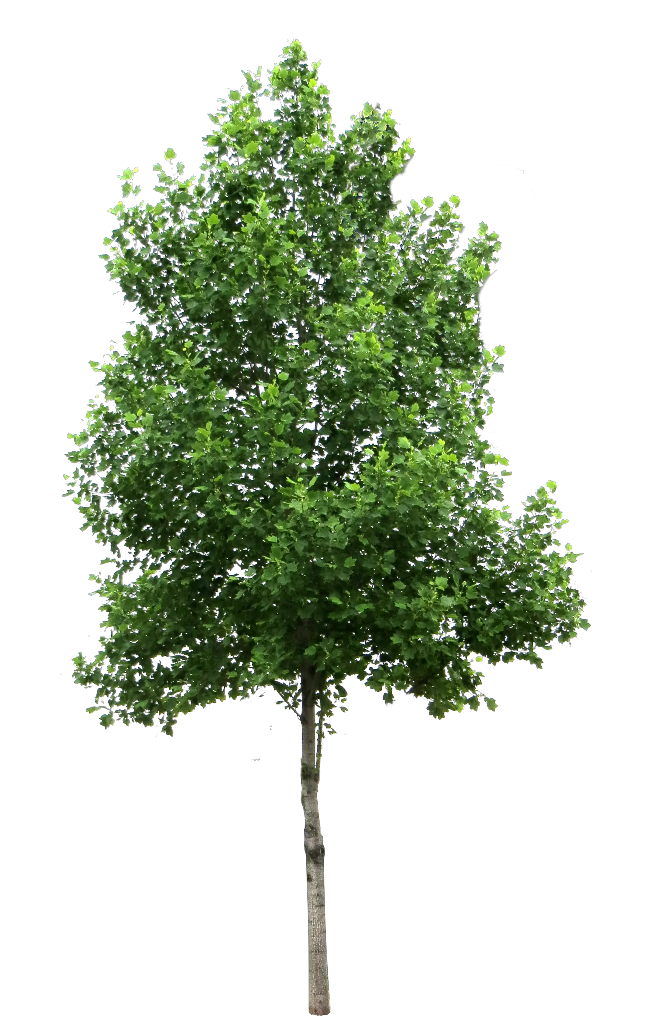 tree PNG