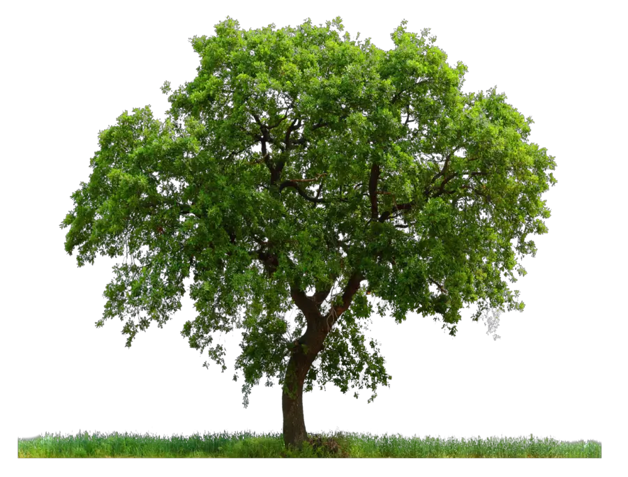 tree png image free download picture