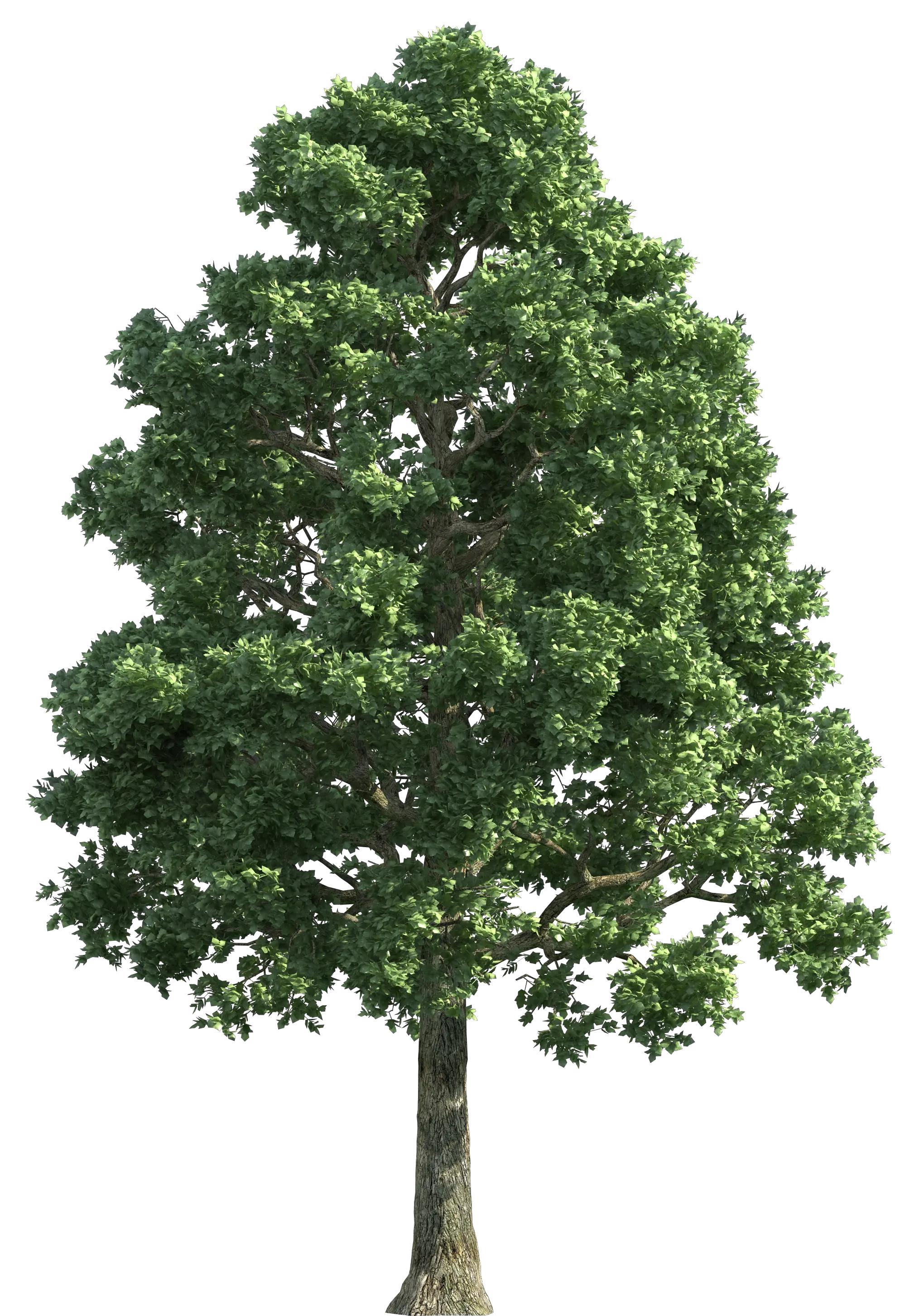 tree PNG