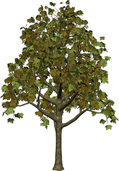 tree PNG