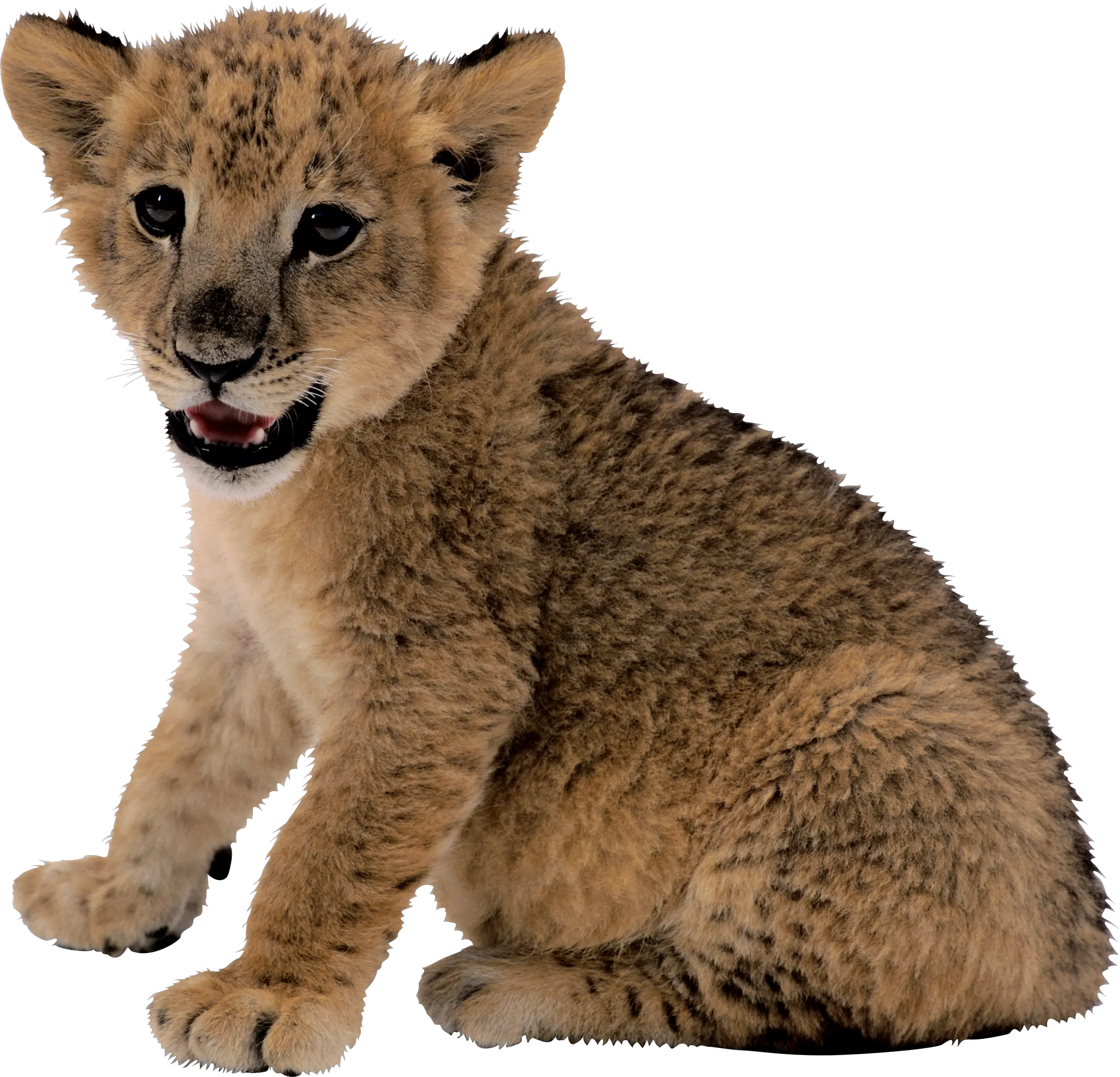small lion PNG image
