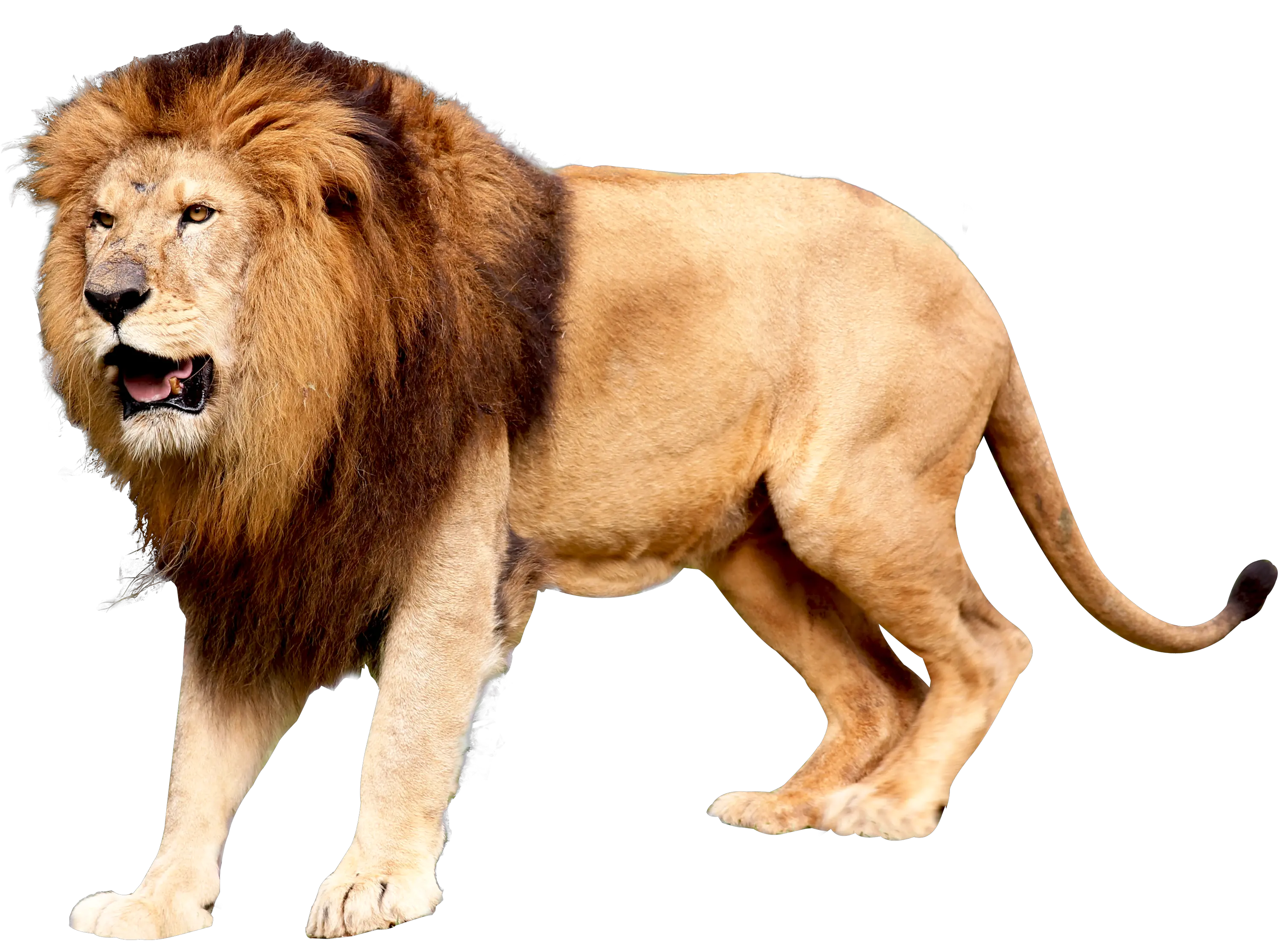 Lion PNG