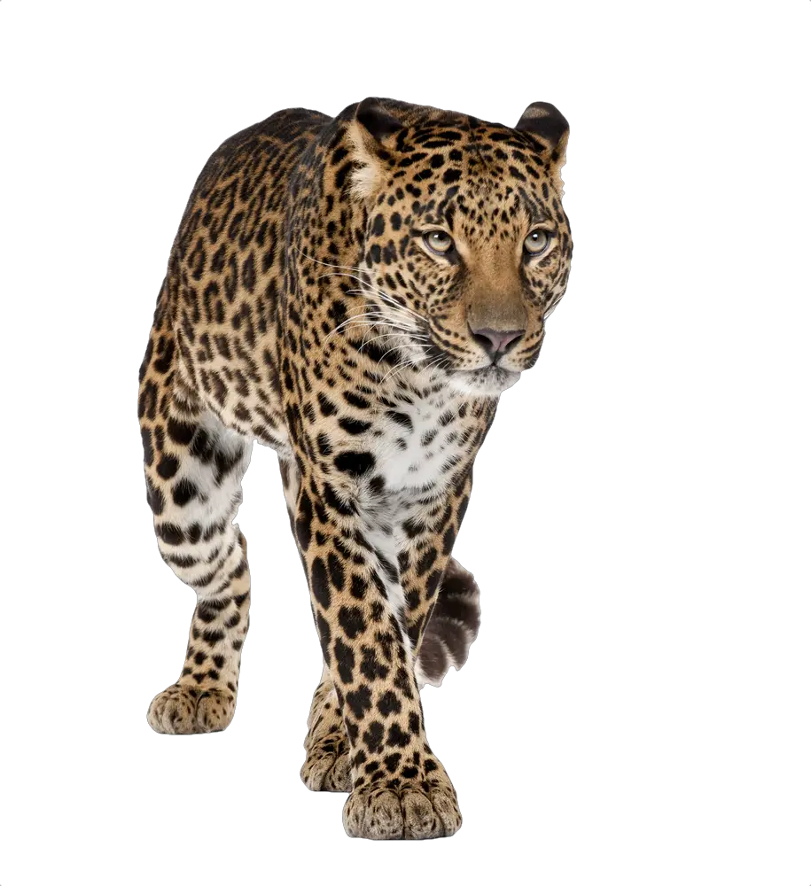 Leopard PNG