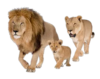 Lions PNG
