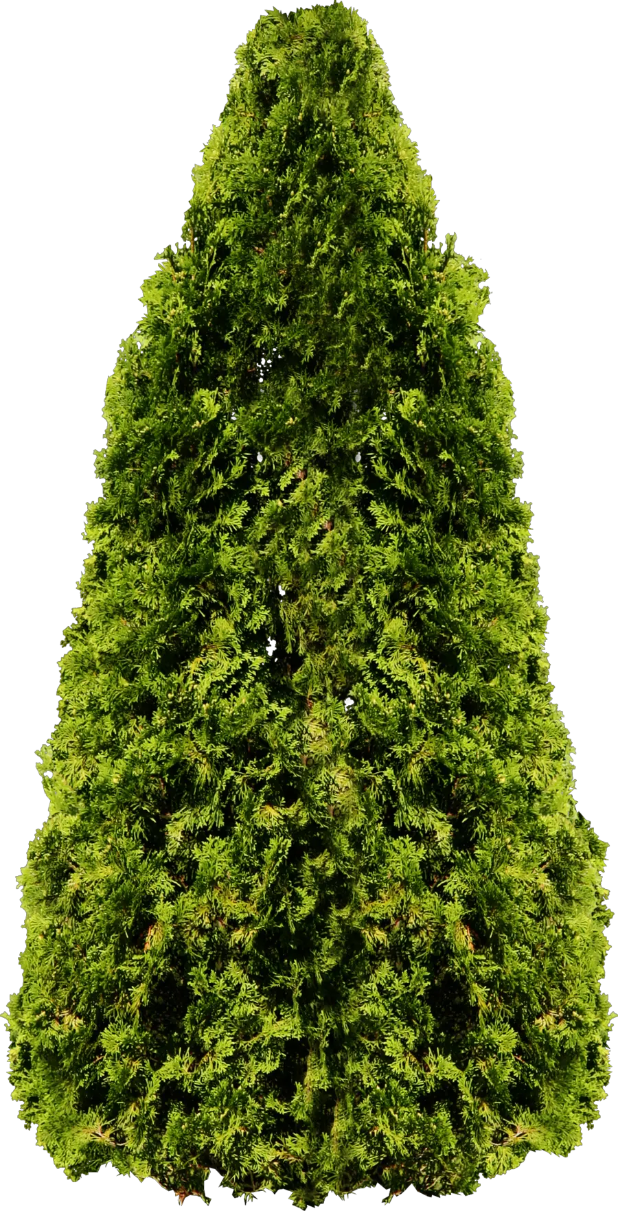 tree png image