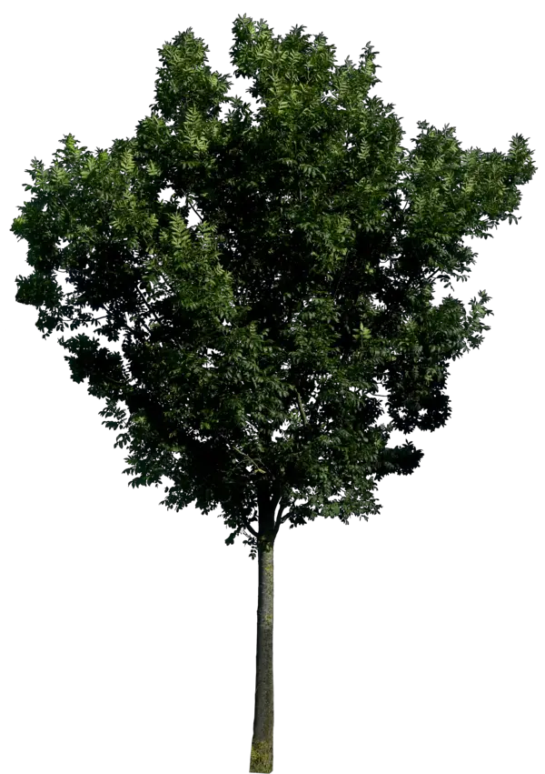 tree png image free download picture