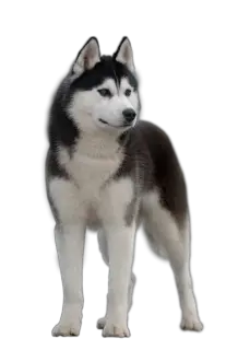 Husky PNG