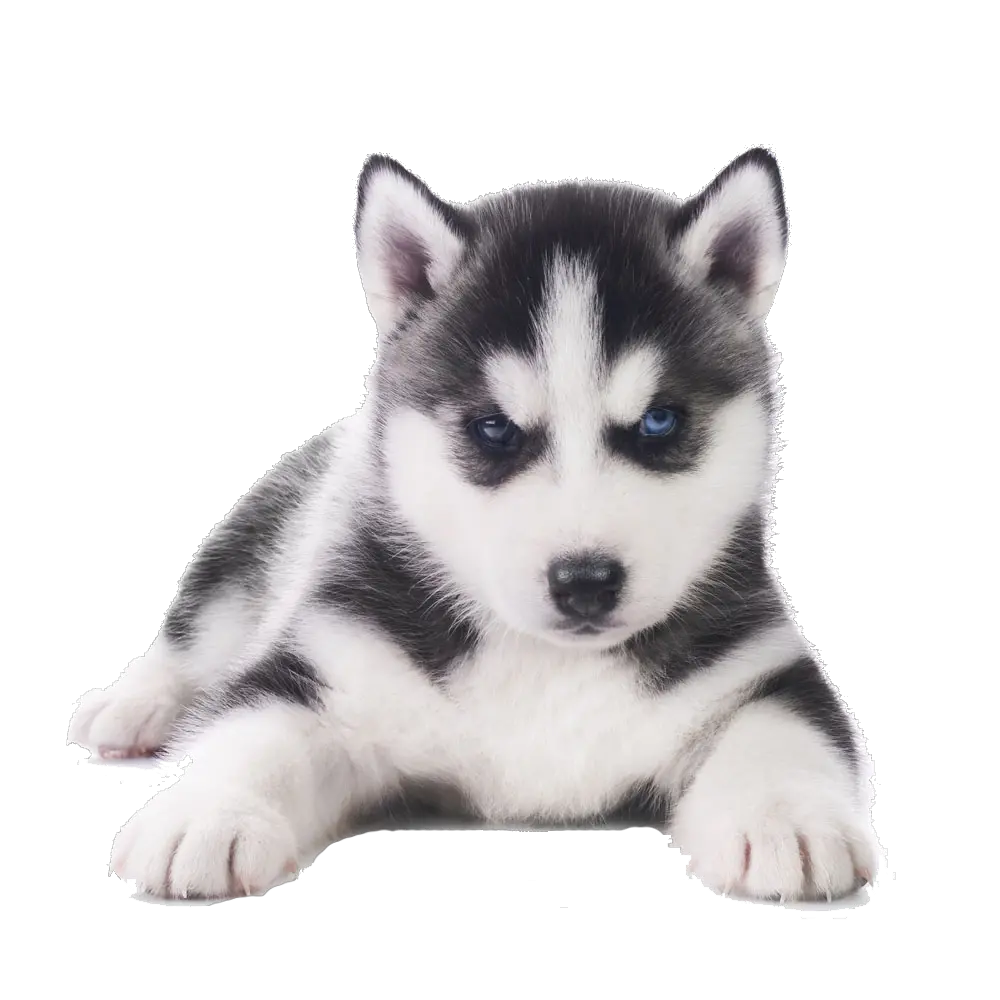 Husky PNG