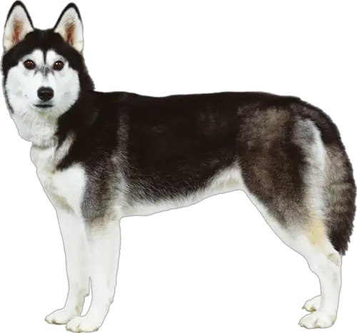 Husky PNG