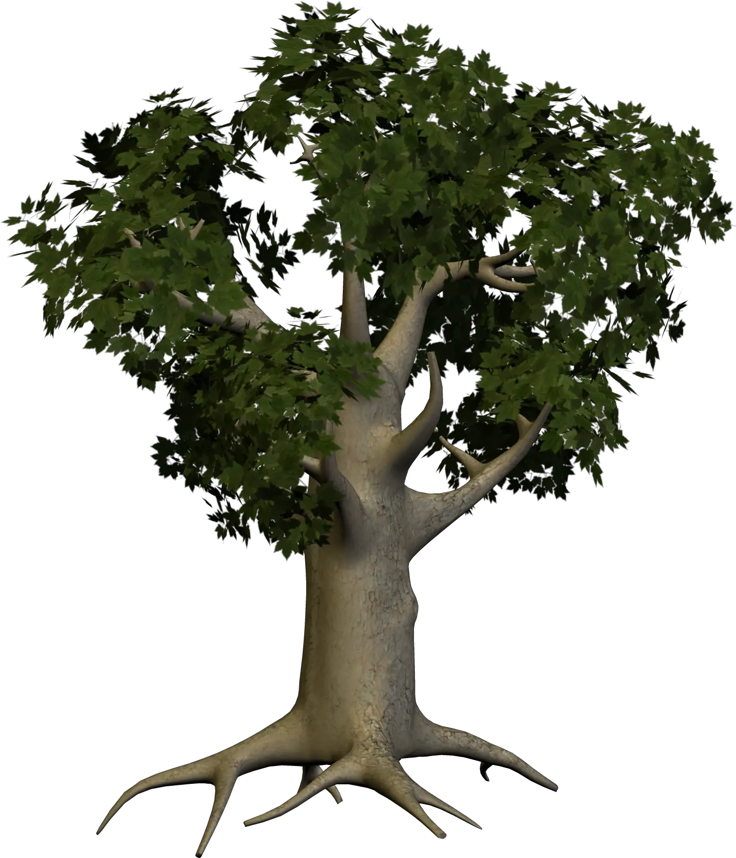 tree png image