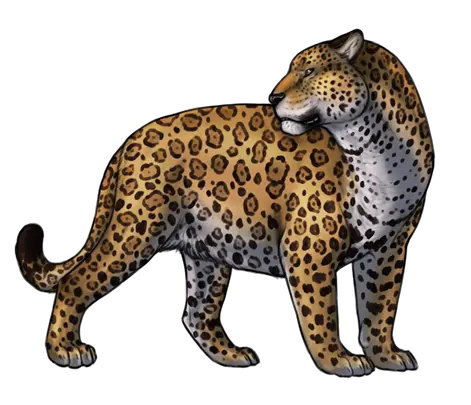 Jaguar PNG
