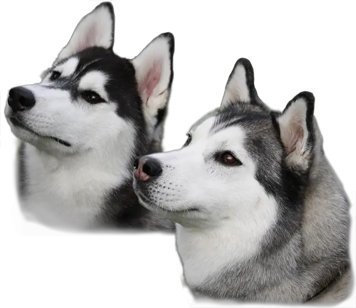 Husky PNG
