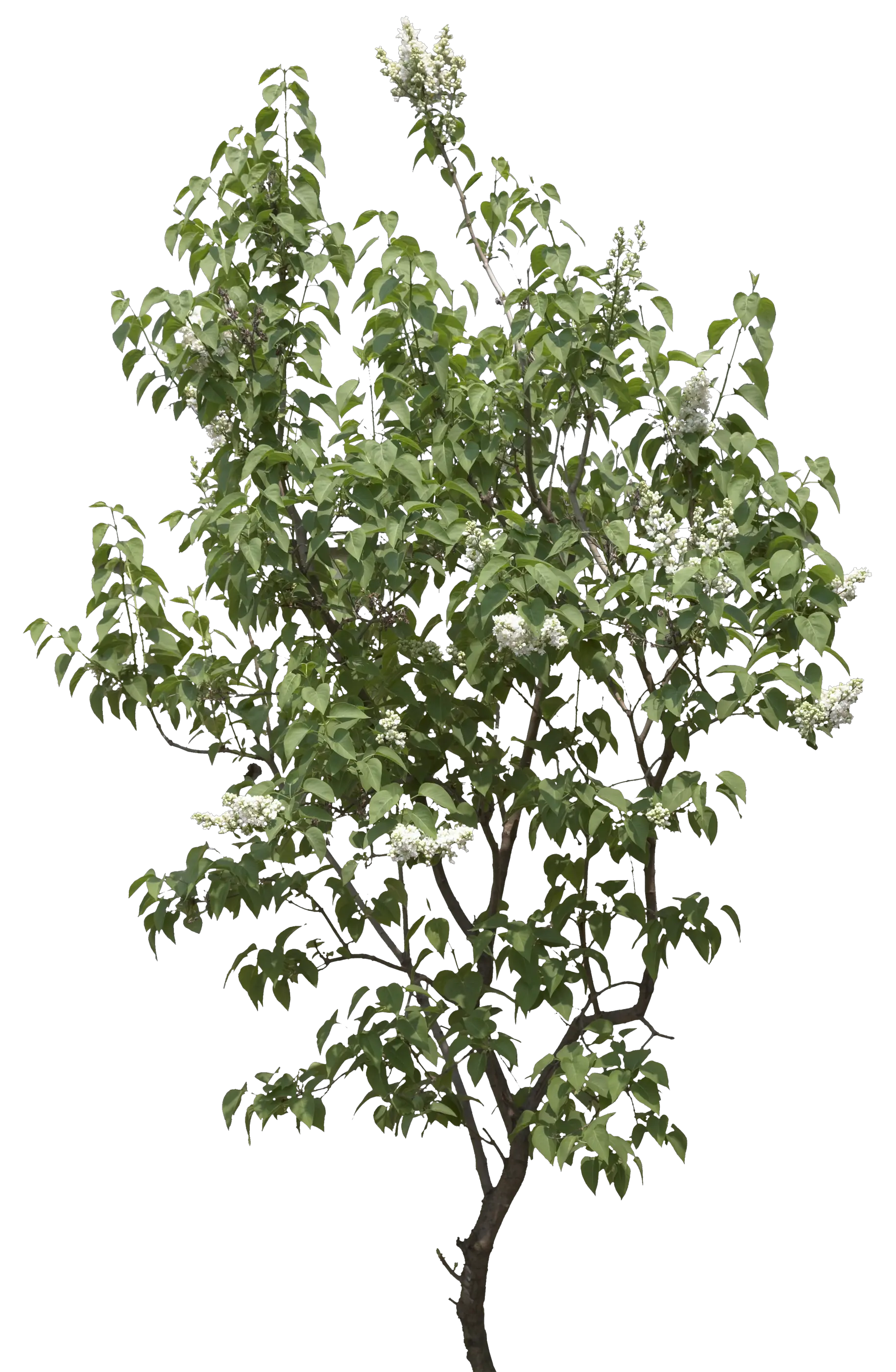 tree png image