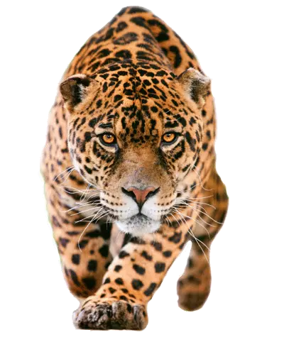 Jaguar PNG