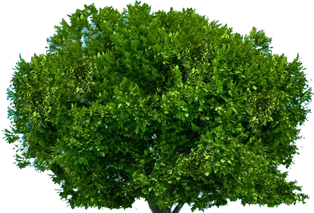 tree png image free download picture