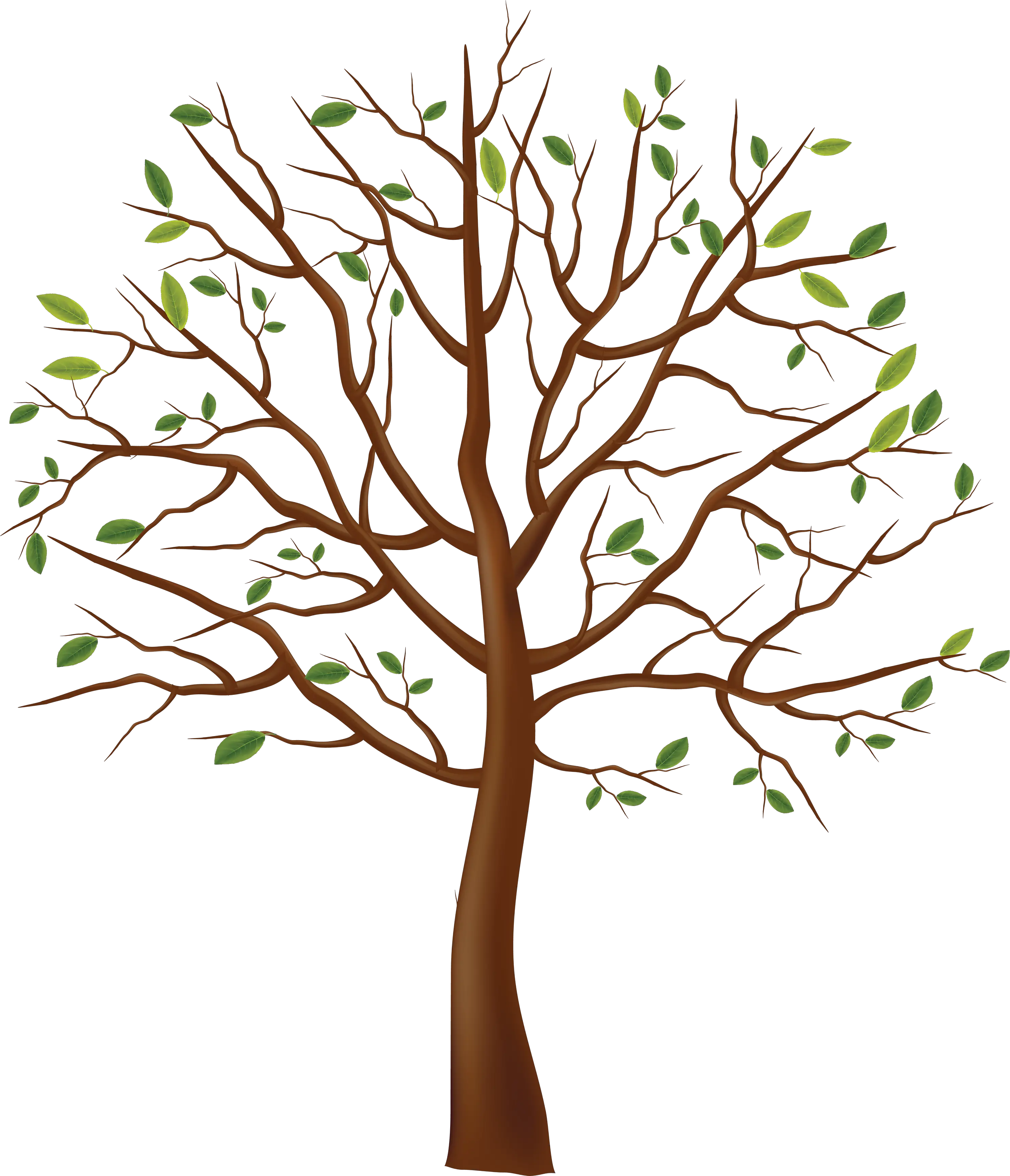 tree png image