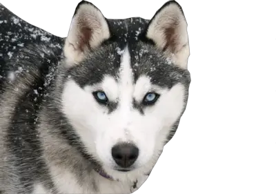 Husky PNG