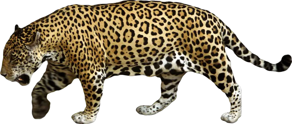Jaguar PNG