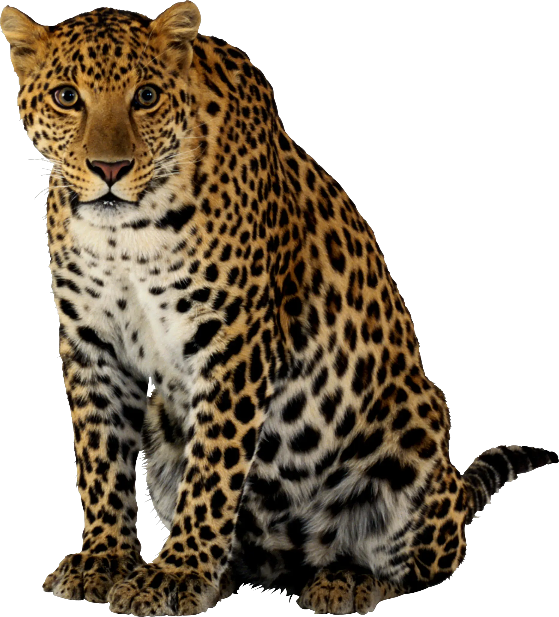 Leopard PNG