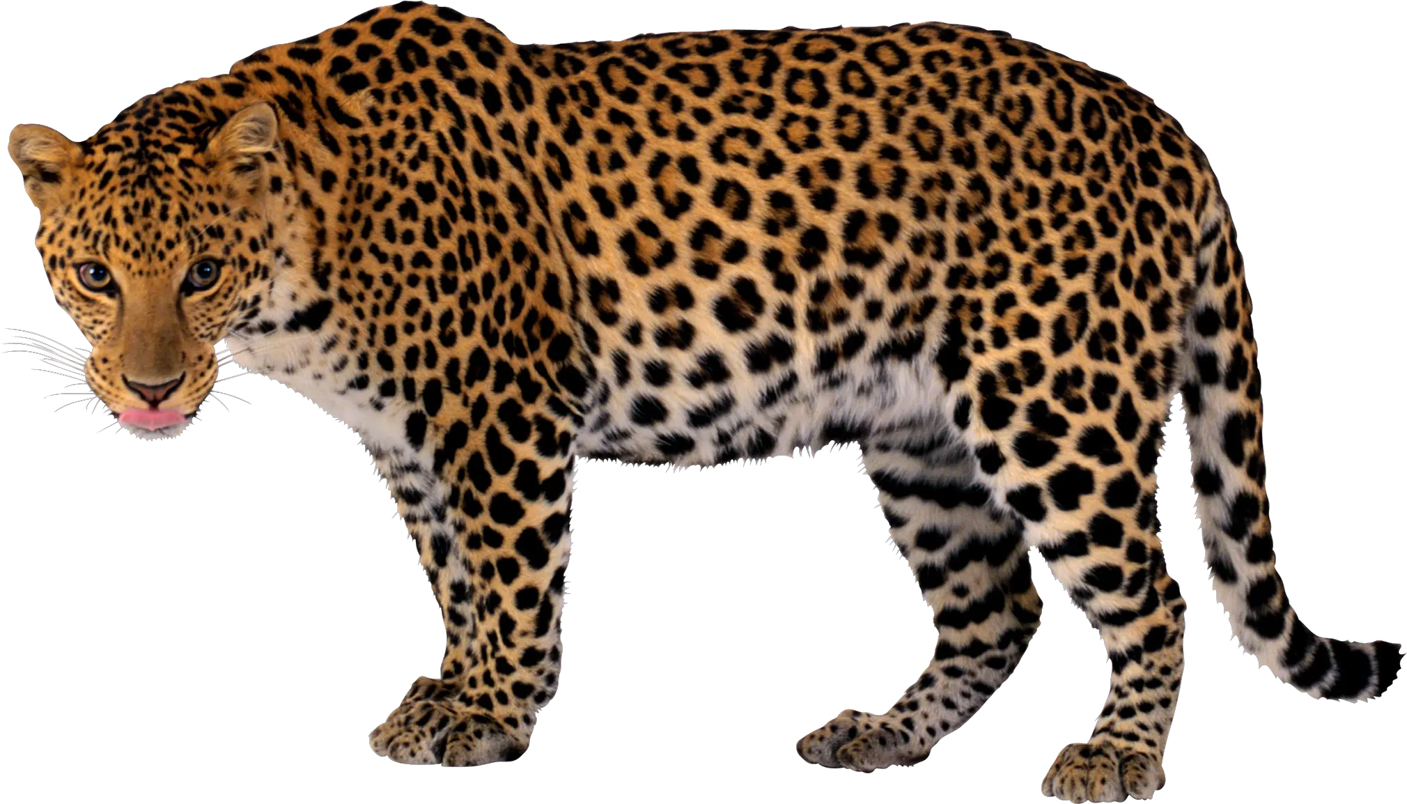 Leopard PNG
