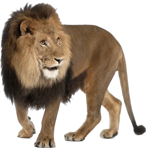 Lion PNG